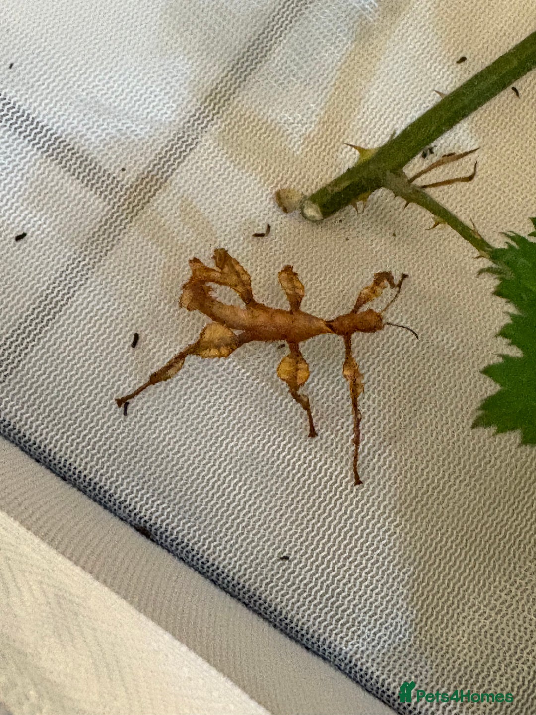Stick Insects invertebrates for sale: Giant prickly stick insects - Box of 5 - Image 5