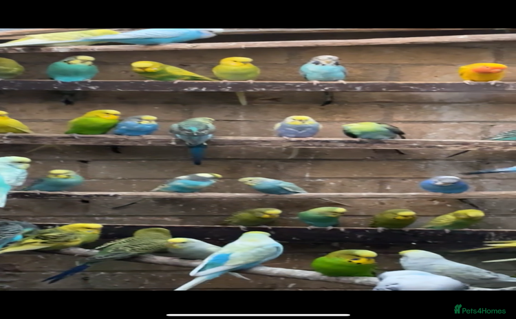 Mixed Breed birds - Advert 3
