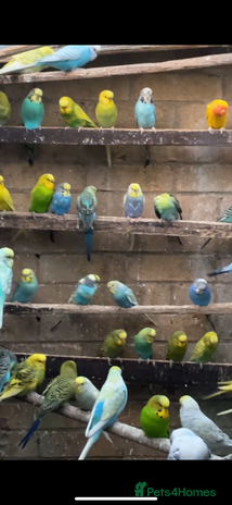 Mixed Breed birds - Advert 6