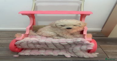 Toy Poodle dogs - Advert 9