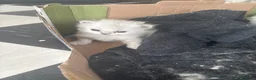 Persian cats for sale: Beautiful Persian chinchilla kittens available  - Advert 12