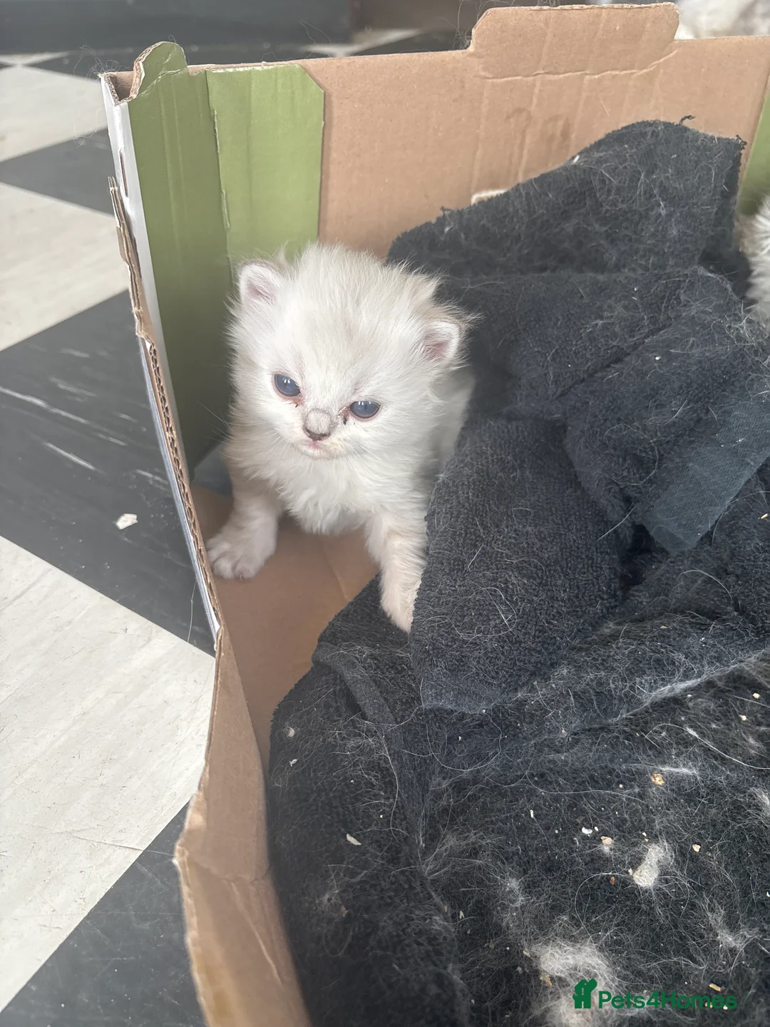 Persian cats for sale: Beautiful Persian chinchilla kittens available  - Advert 12