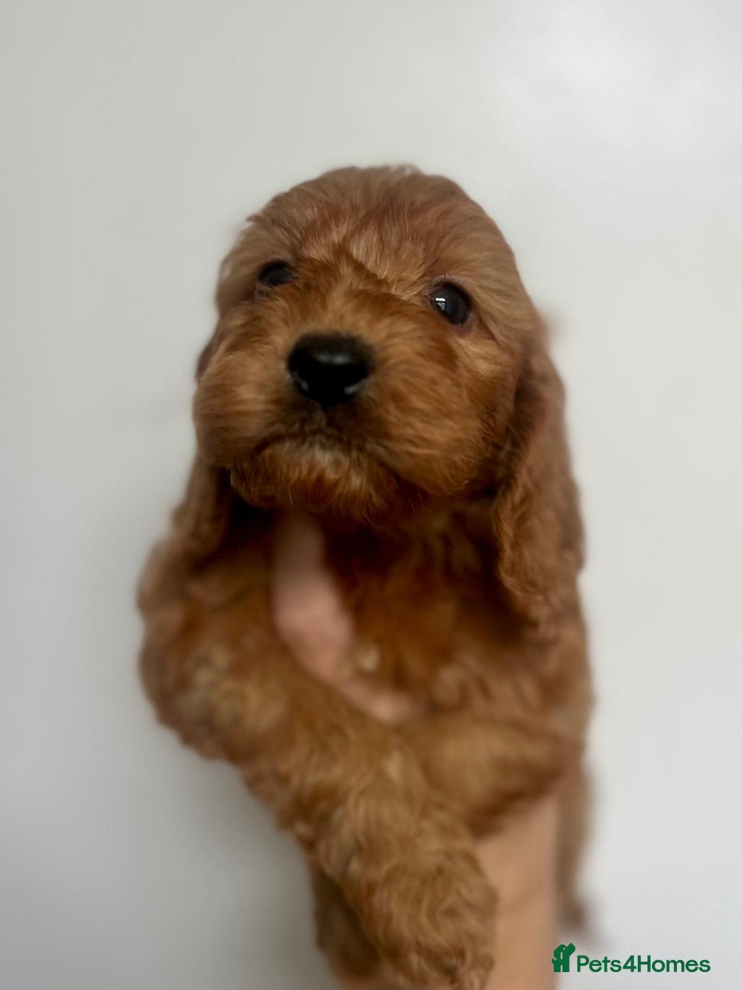 Cockapoo dogs for sale: fully healthy tested, Red Cockapoo puppies   - Image 3