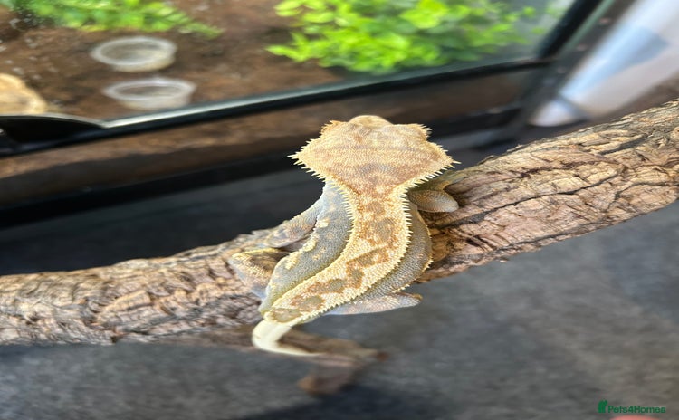 Gecko reptiles - Advert 3