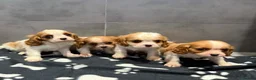 Cavalier King Charles Spaniel dogs for sale: 🐶King Charles cavalier puppy’s ⭐️⭐️⭐️⭐️⭐️ - Advert 5