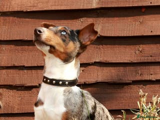 Jack Russell dogs Miniature Jack Russell - Blue Merle - STUD DOG in Wellingborough - Advert 1