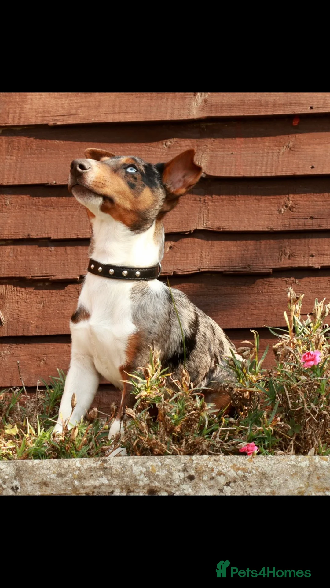 Jack Russell dogs for stud: Miniature Jack Russell - Blue Merle - STUD DOG in Wellingborough - Advert 1