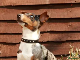 Jack Russell dogs Miniature Jack Russell - Blue Merle - STUD DOG in Wellingborough - Advert 1