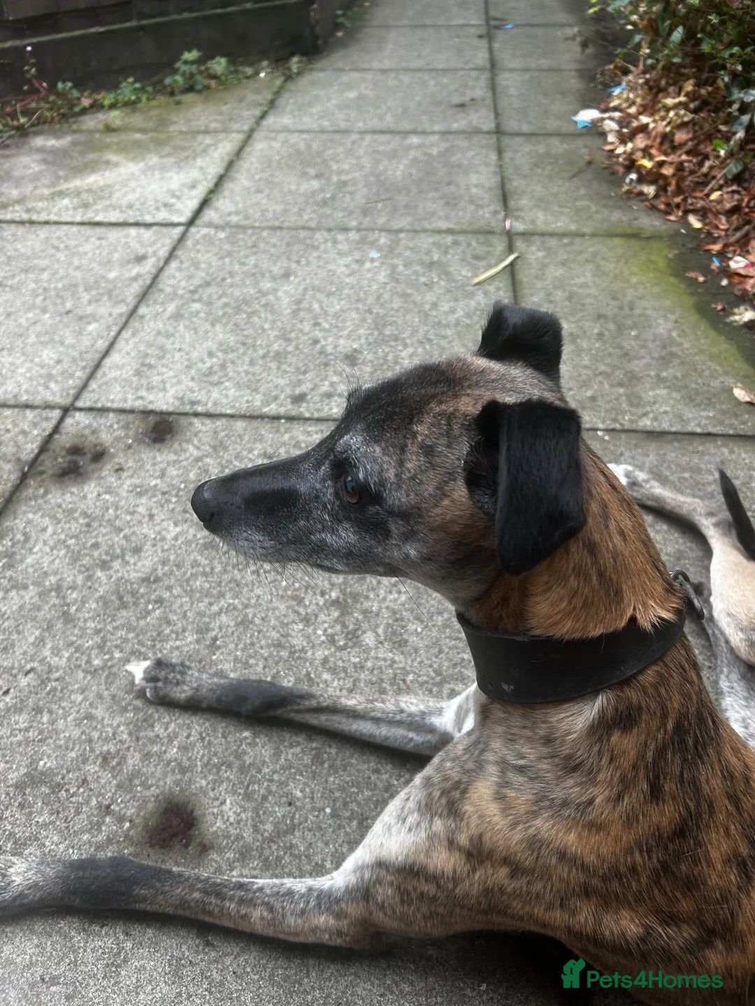 Mixed Breed dogs for sale: 6 stunning whippet x Belgian Malinois  - Advert 15
