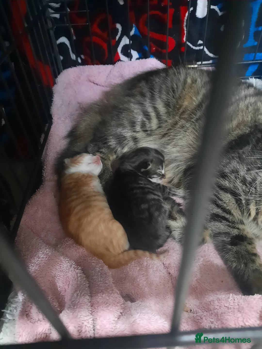 Mixed Breed cats for sale: Ginger kitten - Advert 7