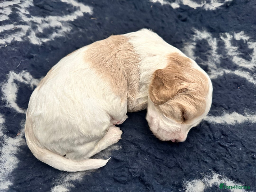 Cockapoo dogs for sale: 1 girl ready now cockapoo  - Image 8
