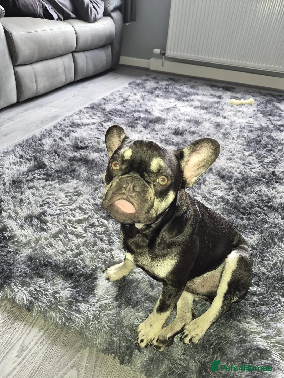 French Bulldog dogs for sale: Tommy  - Advert 2
