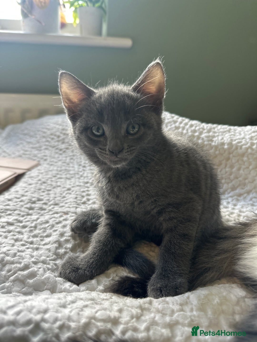 Mixed Breed cats for sale: A beautiful mix of kittens. - Image 8