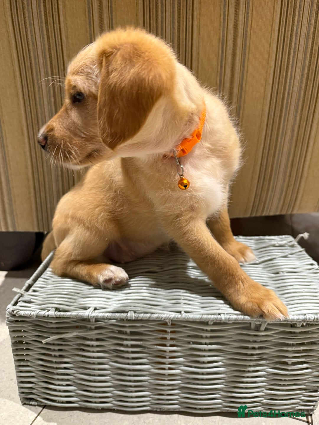 Australian Labradoodle dogs for sale: Australian Labradoodle Puppies F1b - Advert 22