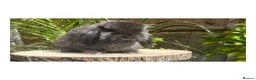 Mini Lop rabbits for sale: Beautiful boy available  - Advert 5