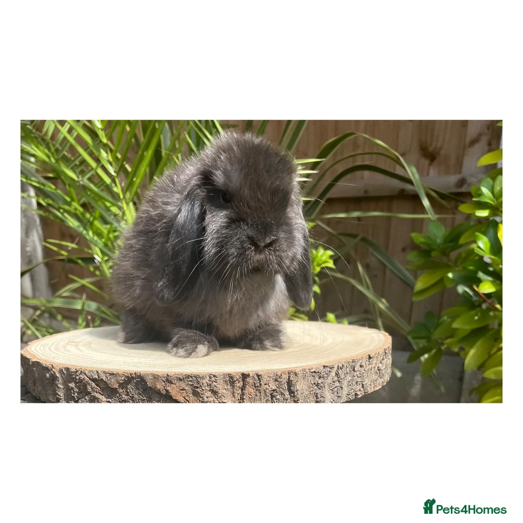 Mini Lop rabbits for sale: Beautiful boy available  - Advert 5