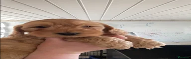 Cockapoo Puppy 2