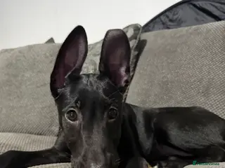 Belgian Shepherd Dog dogs Belgian Malinois - Advert 1