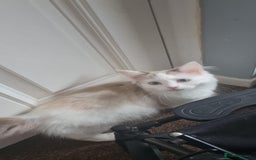 British Shorthair cats for sale: Female 8 month ragdoll in Rotherham - Image 1