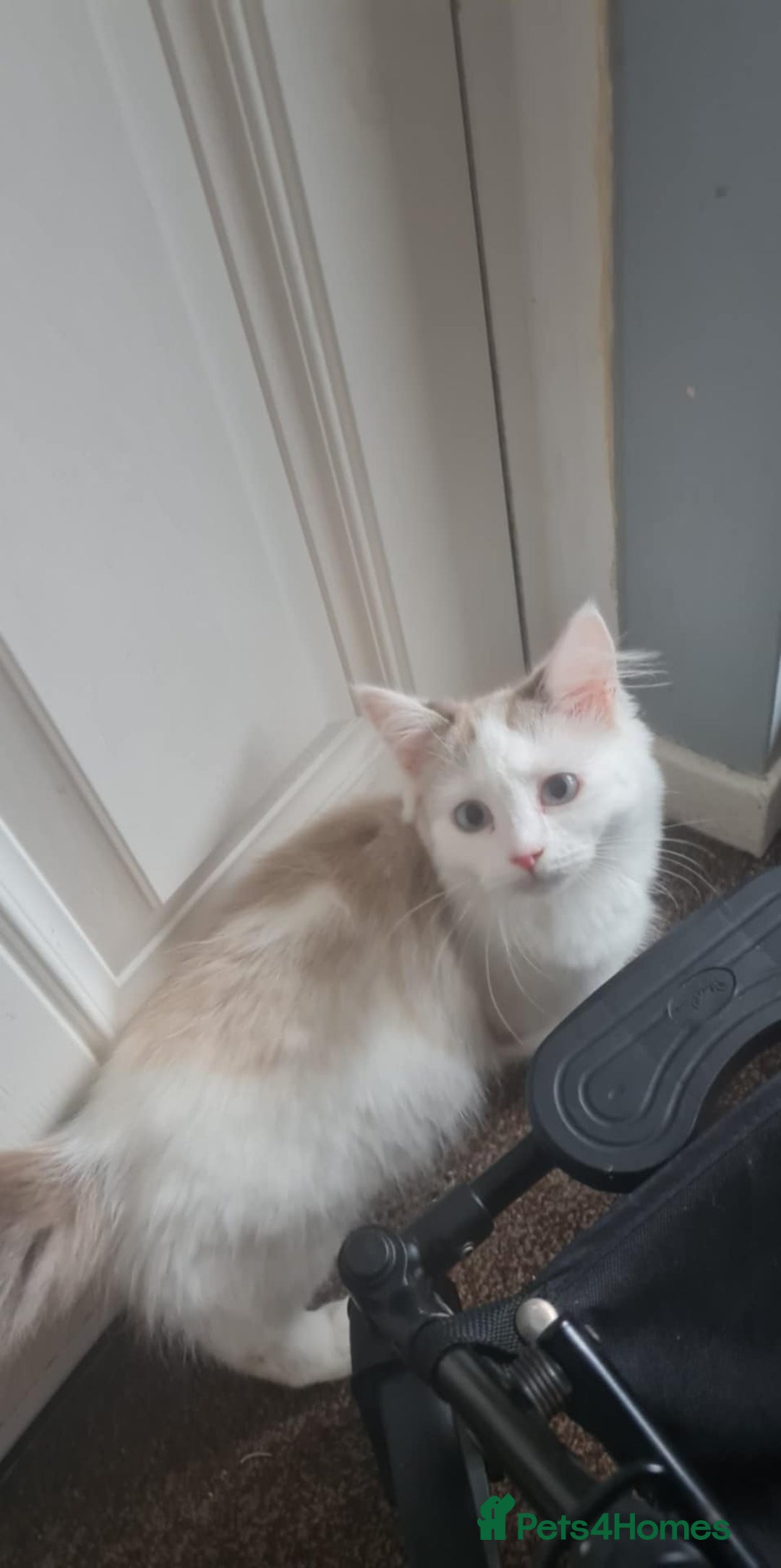 British Shorthair cats for sale: Female 8 month ragdoll in Rotherham - Image 1