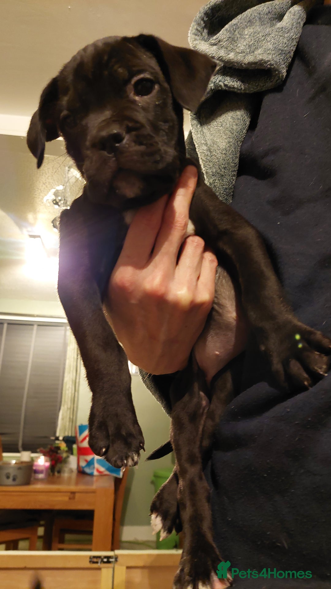 Mixed Breed dogs for sale: Cane Corso cross American bulldog puppy's  - Advert 26