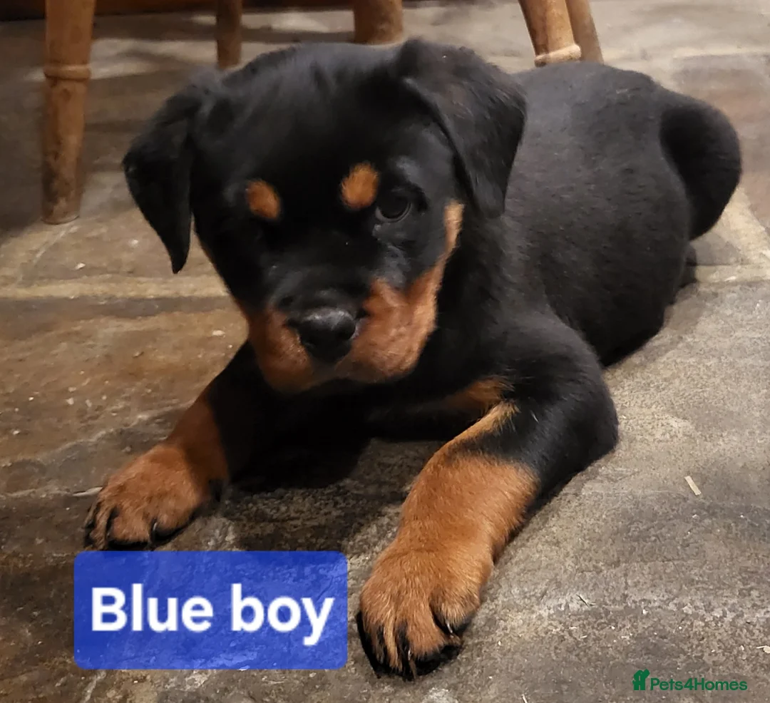 Rottweiler dogs for sale: Chunky Rottweiler Puppies - Advert 11