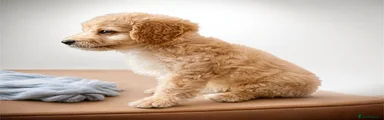 Cockapoo 4