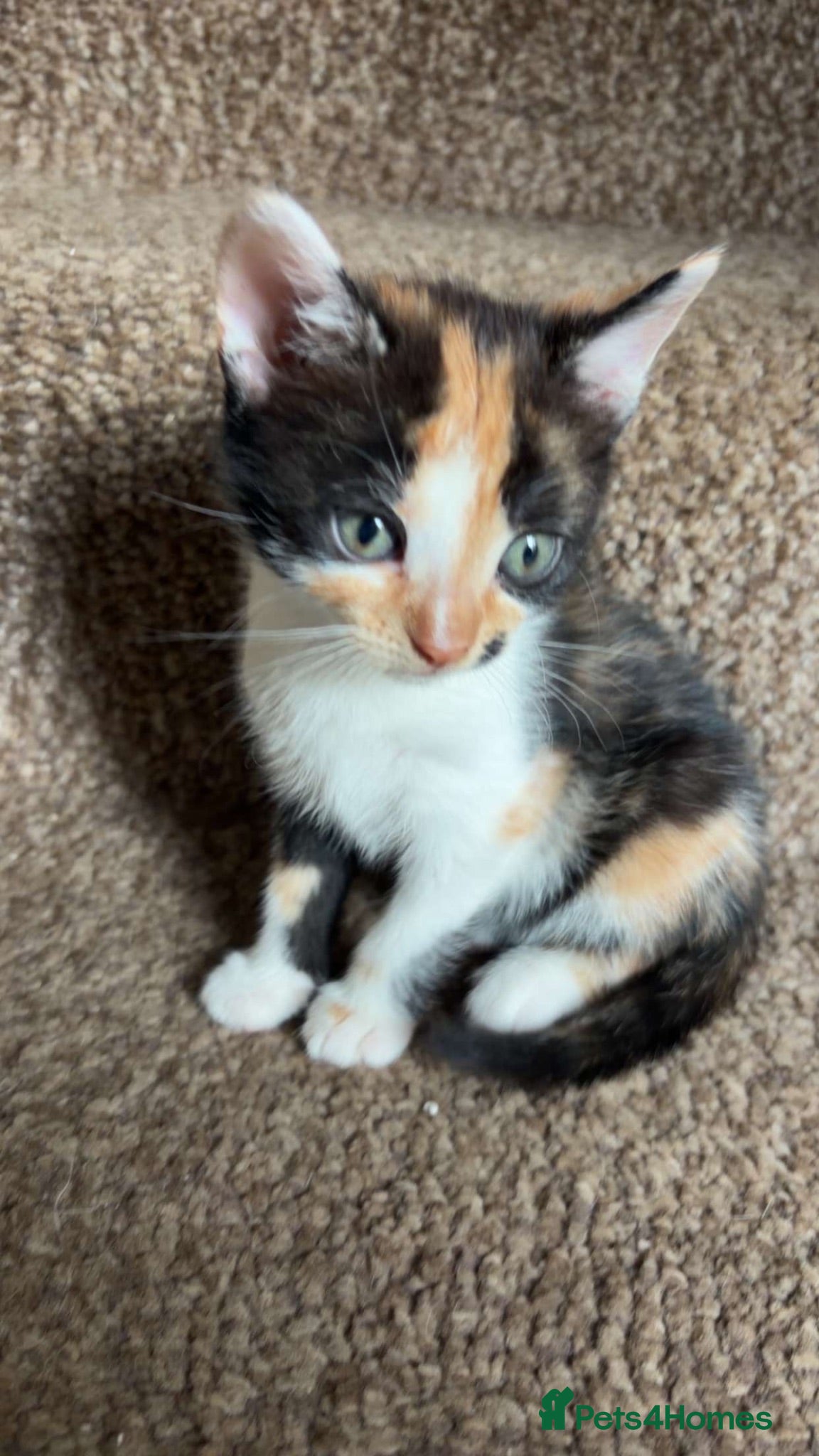 Mixed Breed cats Ready now - various colours  - Advert 1