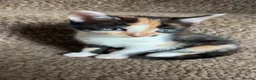 Mixed Breed cats for sale: Ready now - various colours  - Advert 1