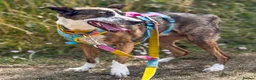 Mixed Breed dogs for adoption: Cisco - low energy cuddle bug!  in London - Advert 5