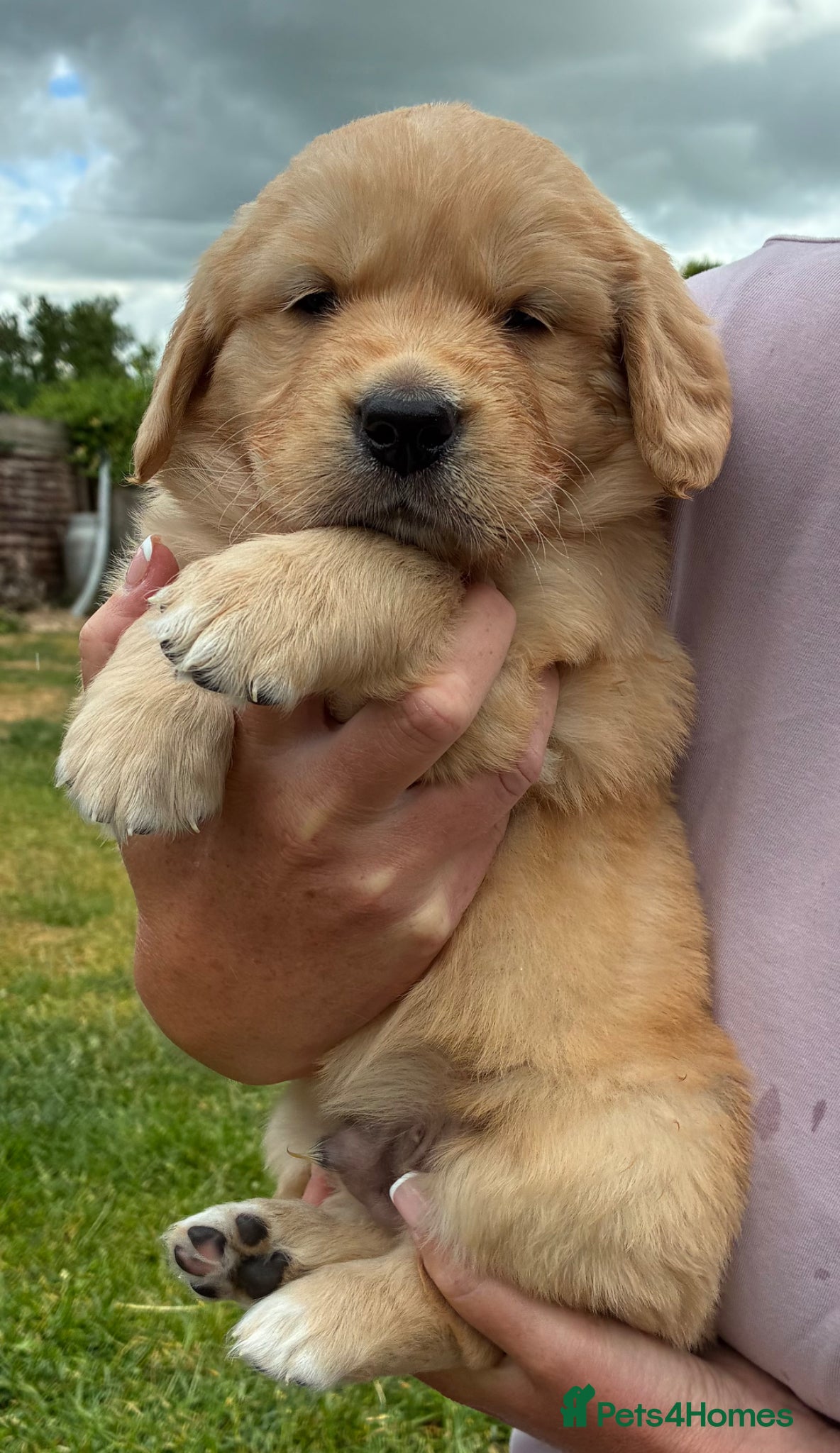 Golden Retriever dogs Stunning kc golden retriever puppies 🐶  - Advert 2