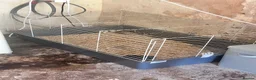 Quail poultry for sale: Button Quail  in Cinderford - Advert 5
