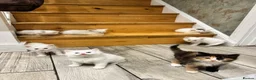 Turkish Angora cats for sale: Turkish Angora Long-hair kittens - Advert 4