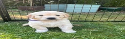 Golden Retriever dogs for sale: Beautiful pedigree Golden Retriever puppies in Usk - Advert 15