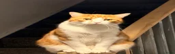 Mixed Breed cats for sale: Male cats to be rehomed, must be kept together - Advert 3