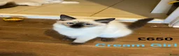 Ragdoll cats for sale: 💖Fabulous Pure Ragdoll Kittens Waiting for Love❤️ - Advert 21