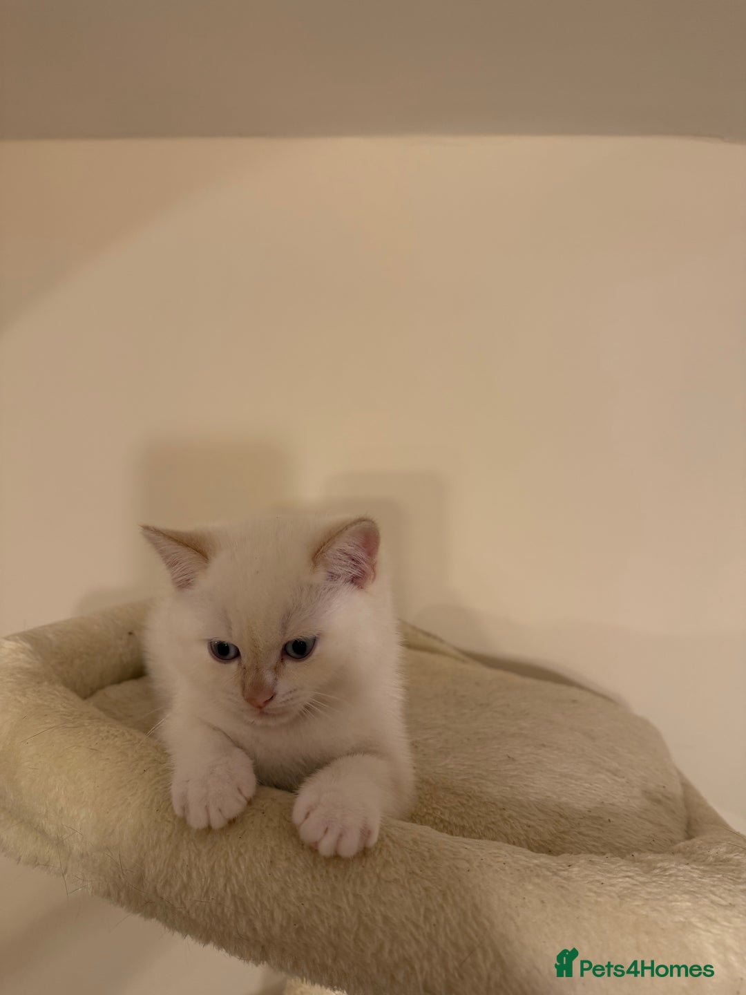 British Shorthair cats for sale: Female pure bred British short hair - Advert 4