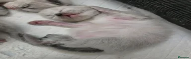Ragdoll Kitten 2