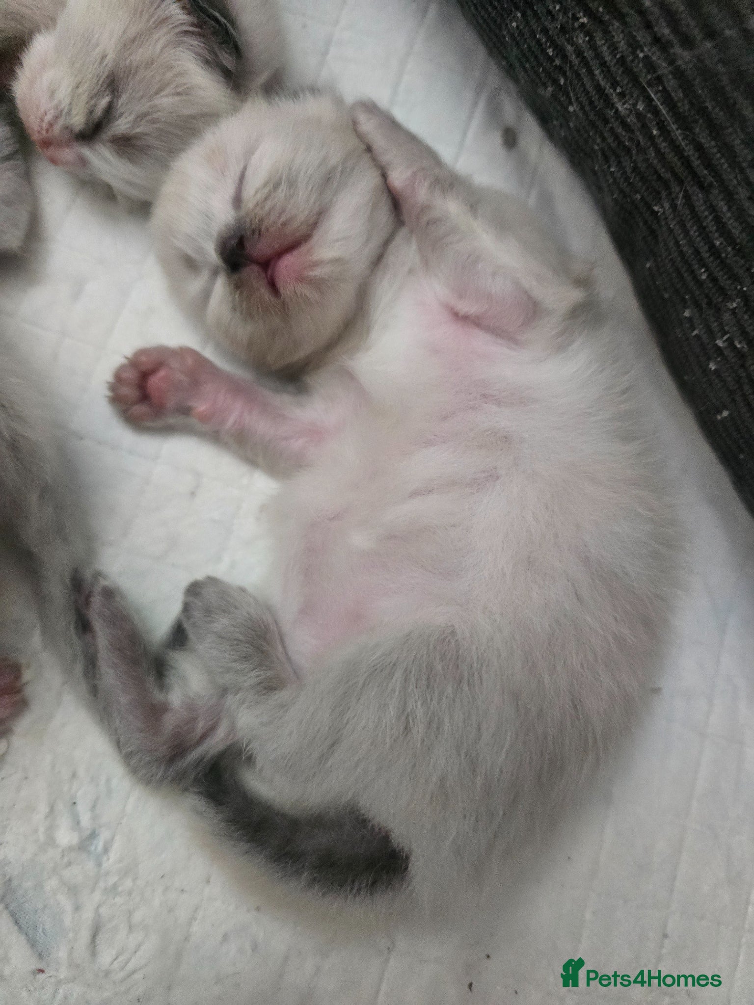 Ragdoll cats for sale: Sky kittens 😸 ♥️  - Advert 5