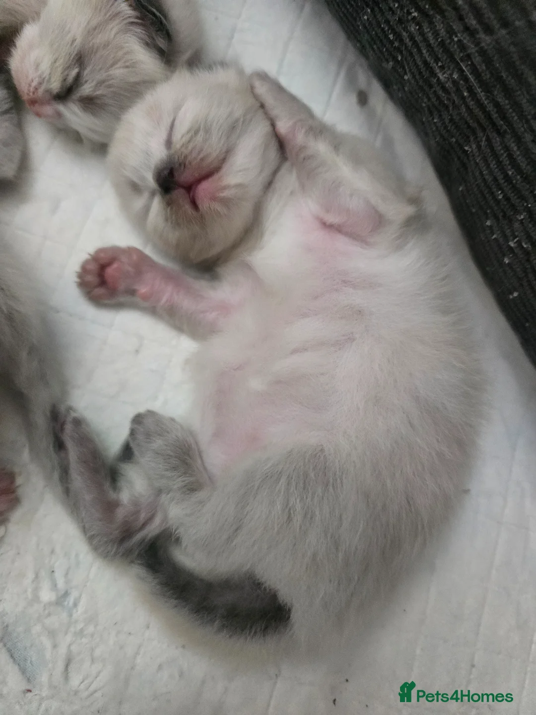Ragdoll cats for sale: Sky kittens 😸 ♥️  - Advert 40