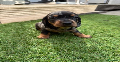 Miniature Dachshund dogs - Advert 4