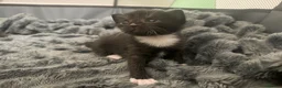 Mixed Breed cats for sale: Beautiful Kittens  in Colchester - Advert 7