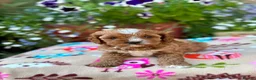 Cavapoo dogs for sale: Quality true mini Cavapoo pups DNA tested parents. - Advert 9