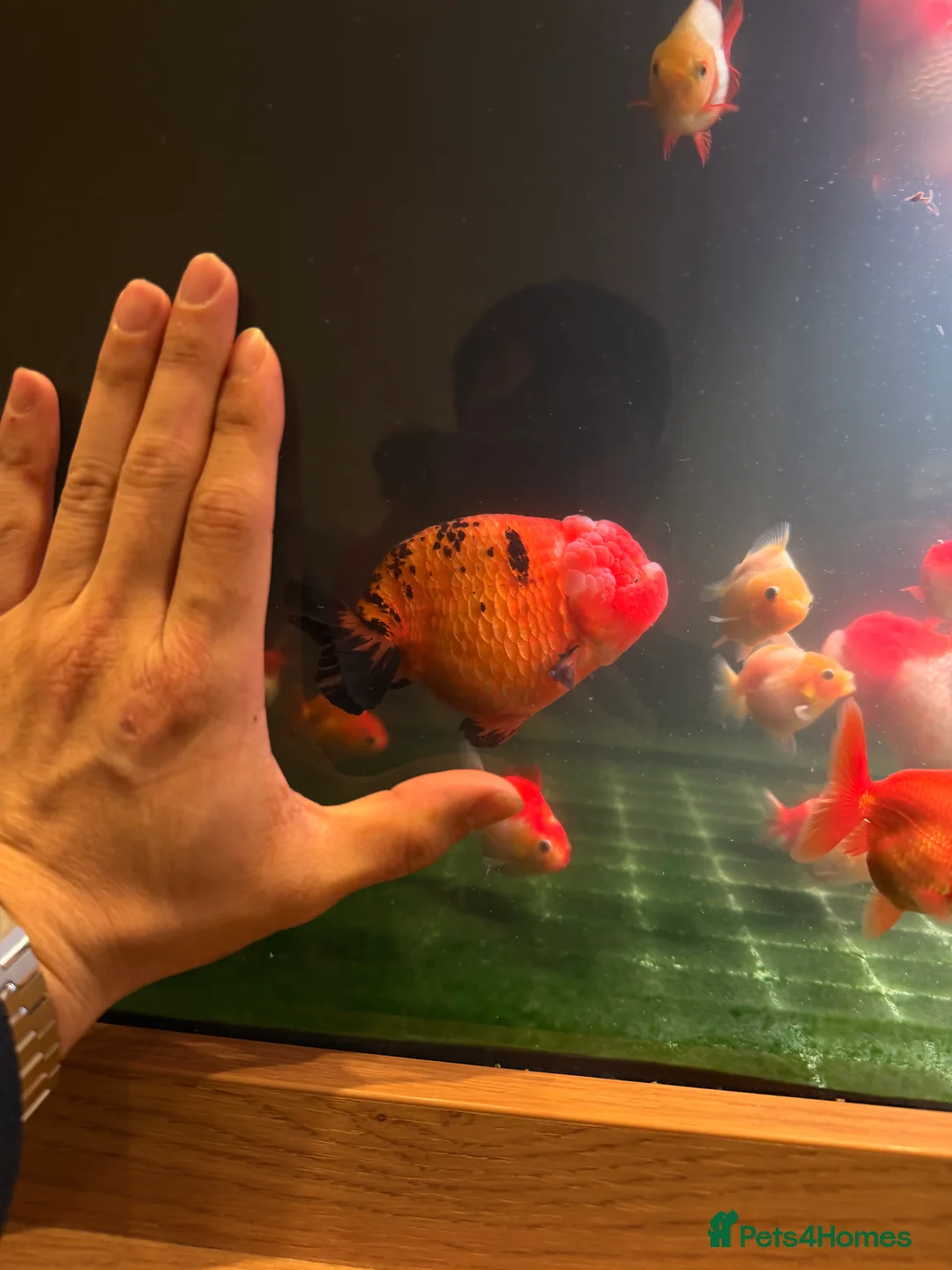 Fancy Goldfish fish for sale: PREMIUM INDO-IMPORTED RANCHU & ORANDA COLLECTION  in Amersham - Advert 9