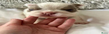 French Bulldog 2