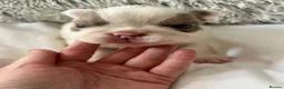 French Bulldog dogs for sale: New shade fluffy French bulldog  - Advert 5