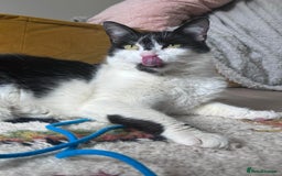 Domestic Shorthair cats for sale: Sister cats to be rehomed together! Friendly girls - Image 5