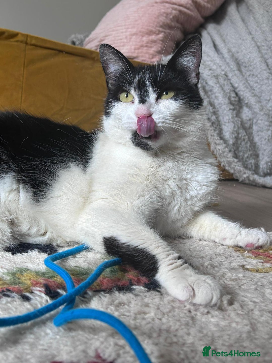 Domestic Shorthair cats for sale: Sister cats to be rehomed together! Friendly girls - Image 5