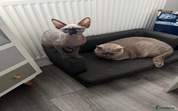 Sphynx cats for sale: Spynx kitten for rehoming  - Image 2