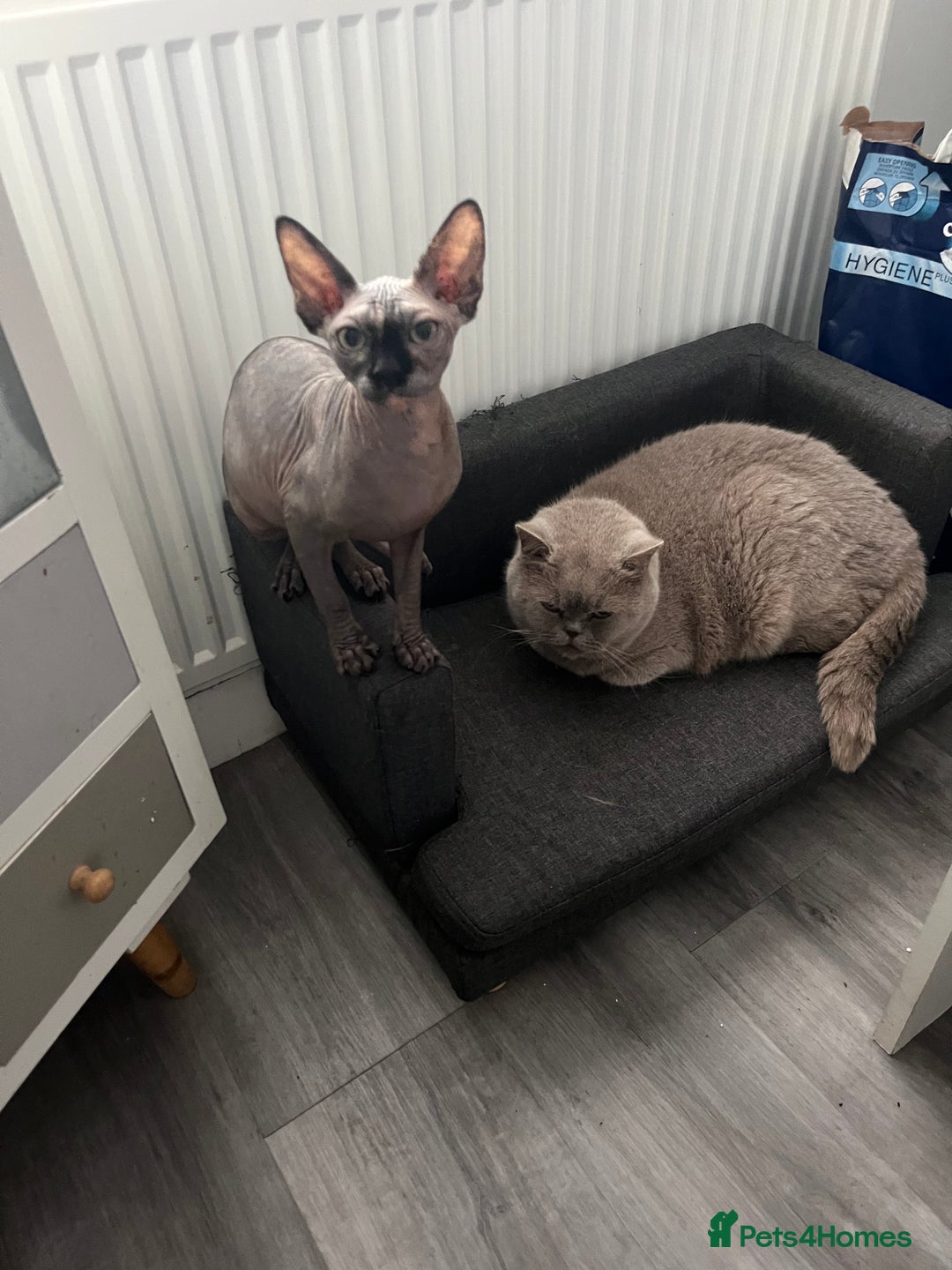 Sphynx cats for sale: Spynx kitten for rehoming  - Image 2
